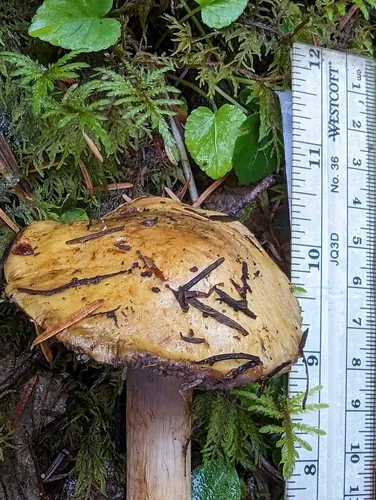 Calonarius metarius