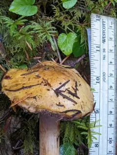 Calonarius metarius thumbnail 1