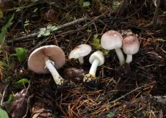 Agaricus friesianus thumbnail 2