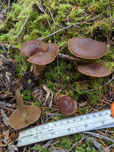 Cortinarius nauseosouraceus