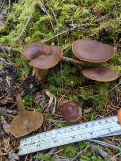 Cortinarius nauseosouraceus thumbnail 1