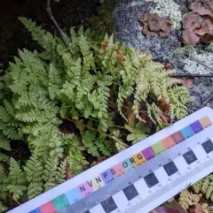 blunt woodsia thumbnail 2
