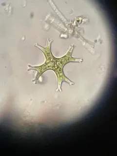 Isthmochloron lobulatum thumbnail 2
