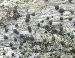 Six-celled Moss Dot Lichen thumbnail 2