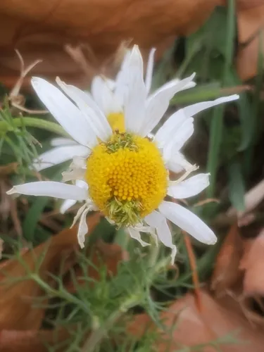 Rhopalomyia tripleurospermi