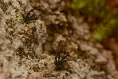 Caliciopsis calicioides thumbnail 4