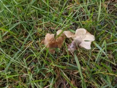 Hohenbuehelia thornii thumbnail 2