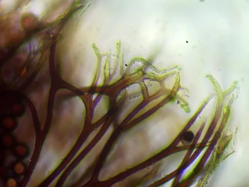 Lamproderma nigrescens