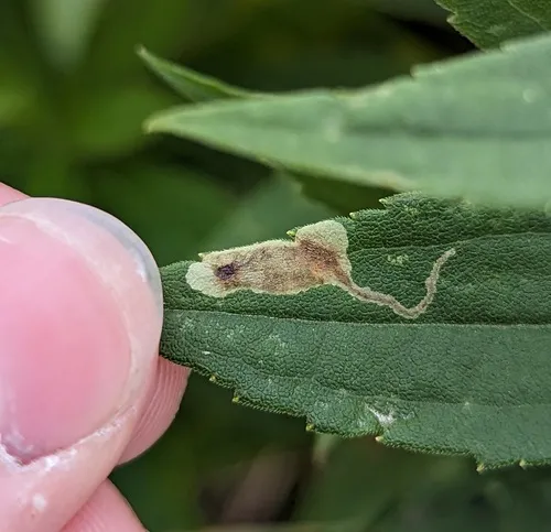 Calycomyza solidaginis