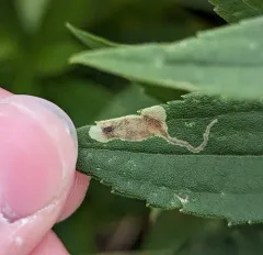 Calycomyza solidaginis thumbnail 1
