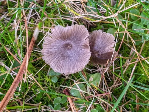 Entoloma undulatosporum