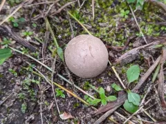 summer puffball thumbnail 3
