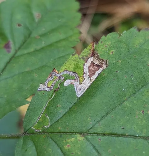 Stigmella villosella