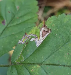 Stigmella villosella thumbnail 1