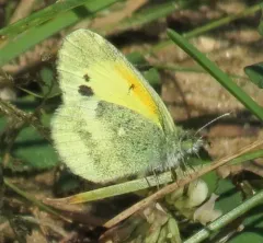 Dainty Sulphur thumbnail 3