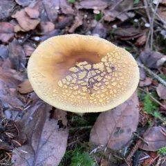 Western Yellow-veiled Amanita thumbnail 3