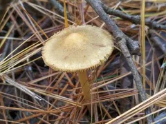 Inocybe hirtella thumbnail 2