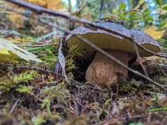 Queen Bolete thumbnail 1