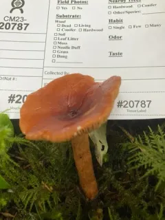 Lactarius sphagneti thumbnail 2