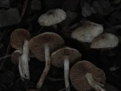Sweet Poisonpie thumbnail 2