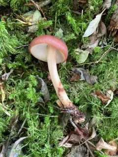 Rhodocollybia badiialba thumbnail 2