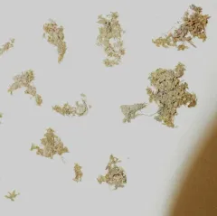 Terrestrial Water-starwort thumbnail 4
