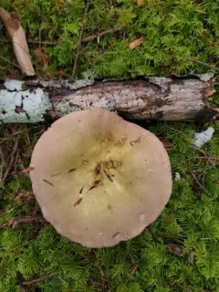 Russula occidentalis thumbnail 3
