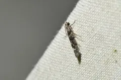 Coleotechnites blastovora thumbnail 2
