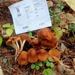 Cortinarius subobtusus thumbnail 2