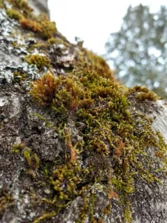 Lewinskya elegans thumbnail 4