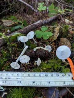 Inocybe elysii thumbnail 3