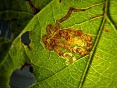 Common Fruit-tree Pigmy thumbnail 2
