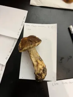 Leccinum rotundifoliae thumbnail 2