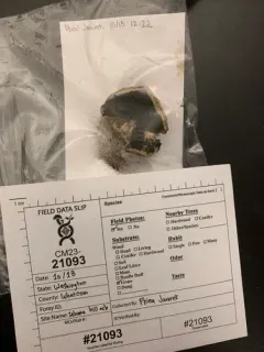 Agaricus braendlei thumbnail 4
