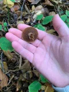 Inocybe sphagnophila thumbnail 4