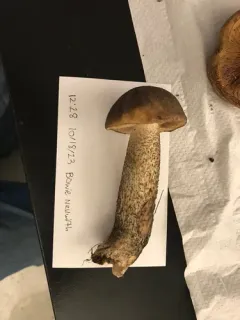 Leccinum rotundifoliae thumbnail 3