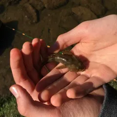 Mottled Sculpin thumbnail 2