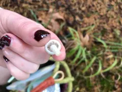 Inocybe elysii thumbnail 4