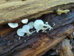 Bonestem thumbnail 4