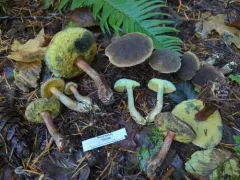 Xerocomellus amylosporus thumbnail 4