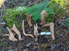 western club coral fungus thumbnail 3