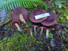 Cortinarius phoeniceus thumbnail 3