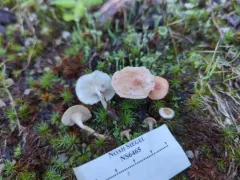 Aphroditeola olida thumbnail 3