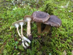 smoky brown funnel thumbnail 4