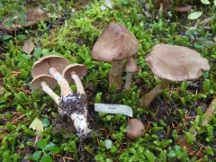 Cortinarius caesiifolius thumbnail 1