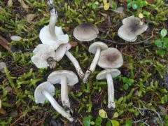 Tricholoma nigrum thumbnail 2