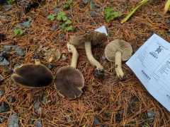 Tricholoma atroviolaceum thumbnail 4