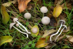 Coprinopsis marcescibilis thumbnail 1