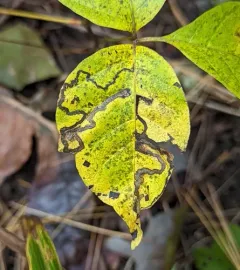 Stigmella rhoifoliella thumbnail 2