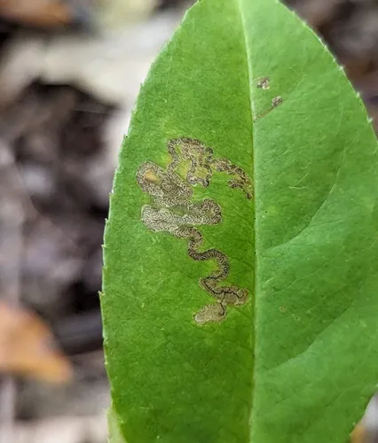Stigmella prunifoliella